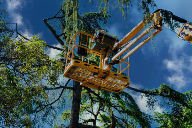 Best Arborist Consultation Services  in North Brooksville, FL