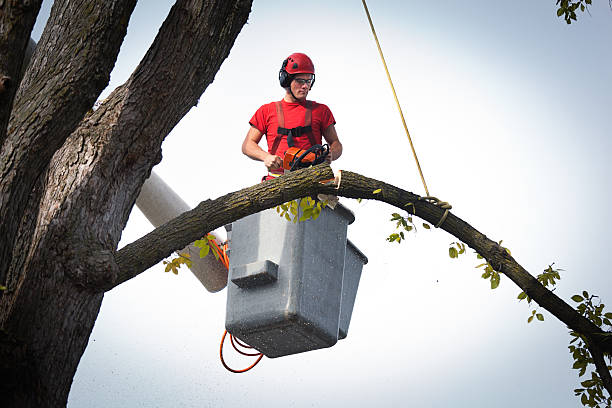 Best Tree and Shrub Care  in North Brooksville, FL