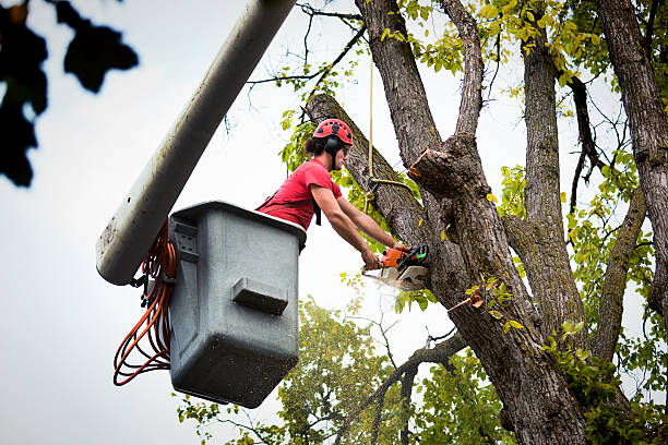 North Brooksville, FL Tree Services Company